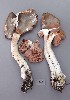  (Entoloma eminens - TEB 226-16)  @11 [ ] CreativeCommons - Attribution Non-Commercial Share-Alike (2017) Unspecified Norwegian Institution for Nature Research