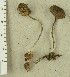  (Entoloma serrulatum - TEB 269-15)  @11 [ ] CreativeCommons - Attribution Non-Commercial Share-Alike (2017) Unspecified Norwegian Institution for Nature Research