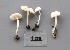  (Entoloma percandidum - TEB 454-15)  @11 [ ] CreativeCommons - Attribution Non-Commercial Share-Alike (2017) Unspecified Norwegian Institution for Nature Research