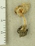  (Volvariella murinella - TEB 596-15)  @11 [ ] CreativeCommons - Attribution Non-Commercial Share-Alike (2017) Unspecified Norwegian Institution for Nature Research