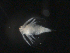 ( - BIOUG01717-A09)  @12 [ ] CreativeCommons - Attribution (2013) Rob Young Centre for Biodiversity Genomics
