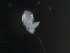  ( - BIOUG01748-C12)  @12 [ ] CreativeCommons - Attribution (2013) Rob Young Centre for Biodiversity Genomics
