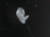  ( - BIOUG01748-C12)  @12 [ ] CreativeCommons - Attribution (2013) Rob Young Centre for Biodiversity Genomics