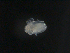  ( - BIOUG01748-D06)  @12 [ ] CreativeCommons - Attribution (2013) Rob Young Centre for Biodiversity Genomics