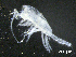  ( - BIOUG01748-H10)  @11 [ ] CreativeCommons - Attribution (2013) Rob Young Centre for Biodiversity Genomics