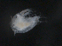  ( - BIOUG01750-A12)  @12 [ ] CreativeCommons - Attribution (2012) Rob Young Centre for Biodiversity Genomics