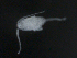  ( - BIOUG01750-C01)  @12 [ ] CreativeCommons - Attribution (2012) Rob Young Centre for Biodiversity Genomics