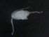  ( - BIOUG01750-C01)  @13 [ ] CreativeCommons - Attribution (2012) Rob Young Centre for Biodiversity Genomics