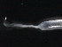  ( - BIOUG03178-D08)  @11 [ ] CreativeCommons - Attribution (2013) Rob Young Centre for Biodiversity Genomics