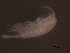  ( - BIOUG03178-F11)  @11 [ ] CreativeCommons - Attribution (2013) Rob Young Centre for Biodiversity Genomics