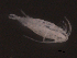  ( - BIOUG03178-F11)  @11 [ ] CreativeCommons - Attribution (2013) Rob Young Centre for Biodiversity Genomics