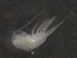  ( - BIOUG03179-B02)  @12 [ ] CreativeCommons - Attribution (2013) Rob Young Centre for Biodiversity Genomics