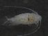  ( - BIOUG03179-B06)  @13 [ ] CreativeCommons - Attribution (2013) Rob Young Centre for Biodiversity Genomics