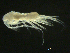  (Centropages - BIOUG04840-B04)  @14 [ ] CreativeCommons - Attribution (2013) Rob Young Centre for Biodiversity Genomics