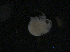  ( - BIOUG04840-H09)  @11 [ ] CreativeCommons - Attribution (2013) Rob Young Centre for Biodiversity Genomics