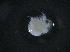  ( - BIOUG04840-H09)  @11 [ ] CreativeCommons - Attribution (2013) Rob Young Centre for Biodiversity Genomics