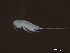  ( - BIOUG04841-F10)  @12 [ ] CreativeCommons - Attribution (2013) Rob Young Centre for Biodiversity Genomics