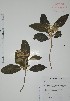  ( - Alvarez10702)  @11 [ ] Unspecified (default): All Rights Reserved  Gerardo Salazar 2010 Unspecified