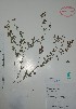  ( - Alvarez10805)  @11 [ ] Unspecified (default): All Rights Reserved  Gerardo Salazar 2010 Unspecified
