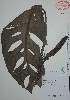  (Monstera tuberculata - Alvarez1278bis)  @11 [ ] Unspecified (default): All Rights Reserved  Gerardo Salazar 2010 Unspecified