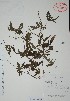  (Distimake dissectus - Alvarez144)  @11 [ ] Unspecified (default): All Rights Reserved  Gerardo Salazar 2010 Unspecified