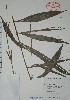  (Desmoncus chinantlensis - Alvarez1865)  @11 [ ] Unspecified (default): All Rights Reserved  Gerardo Salazar 2010 Unspecified