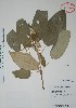  ( - Alvarez255A)  @11 [ ] Unspecified (default): All Rights Reserved  Gerardo Salazar 2010 Unspecified