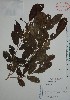  (Casearia nitida - Alvarez29443)  @11 [ ] Unspecified (default): All Rights Reserved  Gerardo Salazar 2010 Unspecified