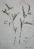  (Chamaecrista glandulosa - Alvarez3668)  @11 [ ] Unspecified (default): All Rights Reserved  Gerardo Salazar 2010 Unspecified