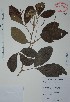  (Allophylus cominia - Alvarez6704)  @13 [ ] Unspecified (default): All Rights Reserved  Gerardo Salazar 2010 Unspecified