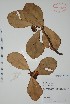  (Clusia rosea - Alvarez7650)  @11 [ ] Unspecified (default): All Rights Reserved  Gerardo Salazar 2010 Unspecified