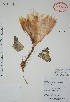  (Selenicereus grandiflorus - Alvarez8854)  @11 [ ] Unspecified (default): All Rights Reserved  Gerardo Salazar 2010 Unspecified