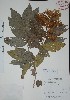  (Combretum farinosum - Alvaro694)  @11 [ ] Unspecified (default): All Rights Reserved  Gerardo Salazar 2010 Unspecified