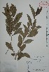  ( - Bacab45)  @11 [ ] Unspecified (default): All Rights Reserved  Gerardo Salazar 2010 Unspecified