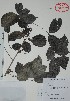  (Zanthoxylum caribaeum - Calonico21850)  @11 [ ] Unspecified (default): All Rights Reserved  Gerardo Salazar 2010 Unspecified