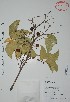  ( - Calonico23652)  @11 [ ] Unspecified (default): All Rights Reserved  Gerardo Salazar 2010 Unspecified