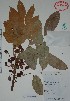  (Protium multiramiflorum - Calonico23726)  @11 [ ] Unspecified (default): All Rights Reserved  Gerardo Salazar 2010 Unspecified