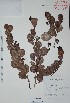  ( - Mtz27838)  @11 [ ] Unspecified (default): All Rights Reserved  Gerardo Salazar 2010 Unspecified
