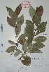  (Cassipourea elliptica - Mtz27856)  @11 [ ] Unspecified (default): All Rights Reserved  Gerardo Salazar 2010 Unspecified