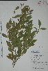  (Polygala jamaicensis - Mtz28025)  @11 [ ] Unspecified (default): All Rights Reserved  Unspecified Unspecified