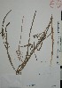  (Stachytarpheta angustifolia - Mtz28717)  @11 [ ] Unspecified (default): All Rights Reserved  Unspecified Unspecified