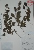  ( - Mtz29197)  @11 [ ] Unspecified (default): All Rights Reserved  Gerardo Salazar 2010 Unspecified
