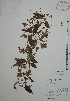 (Jacquemontia apiculata - Mtz29873)  @11 [ ] Unspecified (default): All Rights Reserved  Gerardo Salazar 2010 Unspecified