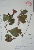  (Ipomoea tiliacea - Mtz29962)  @11 [ ] Unspecified (default): All Rights Reserved  Gerardo Salazar 2010 Unspecified