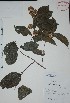  (Combretum laxum - Mtz30161)  @11 [ ] Unspecified (default): All Rights Reserved  Grerardo Salazar 2010 Unspecified