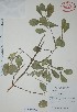  (Sideroxylon celastrinum - Mtz30812)  @11 [ ] Unspecified (default): All Rights Reserved  Grerardo Salazar 2010 Unspecified