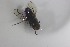  (Syllimnophora caraamarilla - MACN-EN-DIP2024-00G5)  @11 [ ] CC BY-NC-ND 4.0  Unspecified Unspecified