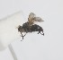  (Coracomyia - MACN-EN-DIP2024-00GGG12)  @11 [ ] CC BY-NC-ND 4.0  Unspecified Unspecified