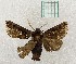  ( - MPUJ_ENT-0076544)  @11 [ ] copyright (2023) Instituto de Investigacion Alexander von Humboldt (IAvH) Unspecified