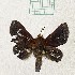  (Isa diana - MPUJ_ENT-0076548)  @11 [ ] copyright (2023) Instituto de Investigacion Alexander von Humboldt (IAvH) Unspecified